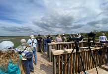 Le comté d’Essex accueille le Festival des faucons